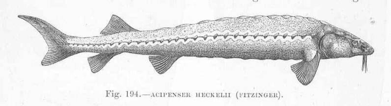 Acipenser naccarii Bonaparte, 1836